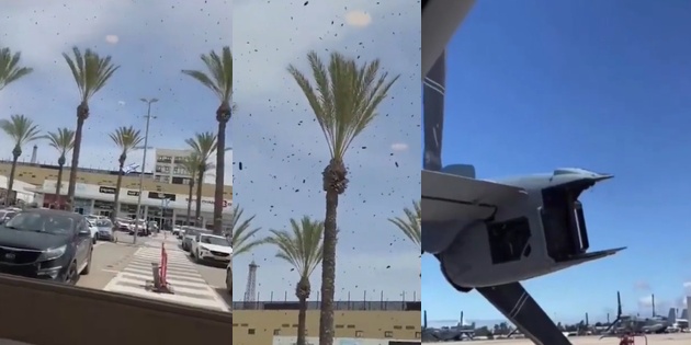 Arıların İstila Ettiği İsrail’de Uçak Seferleri İptal Edildi